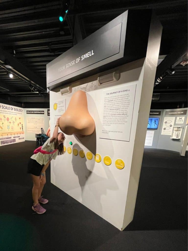 A girl looks into the underside of a giant nose hanging on an exhibit wall under the sign titled Your Sense of Smell.