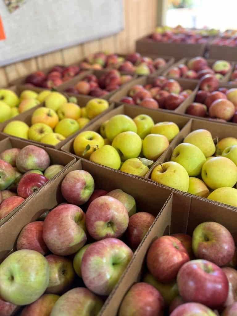 Boxes of apples on display at an apple festival in NY. Boxes of several types of red and green apples for sale in a grid of cardboard boxes.