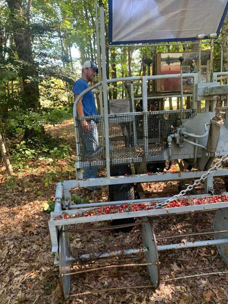 A man looks at antique cranberry farming equipment in a wooded area.