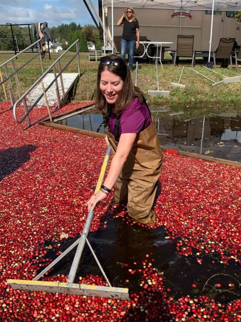 A woman in chest waders uses a paddle rake on floating cranberries while another woman on shore watches.