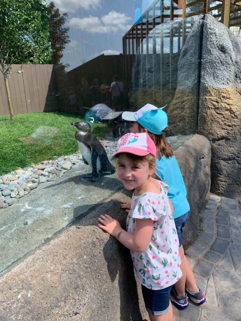 Two children in hats looking through glass at a penguin on a family trip to Rosamond Gifford Zoo in Upstate Syracuse, NY.