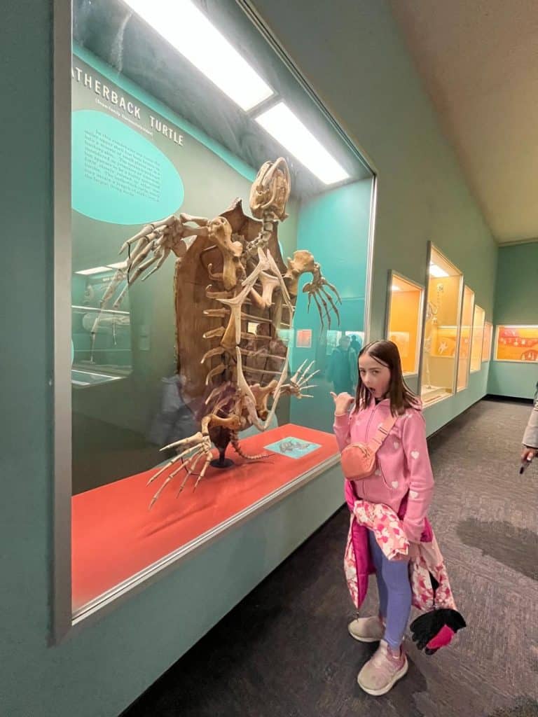 A girl in pink points and gapes to a fossil of a massive turtle at a Smithsonian museum on a trip to Washington DC with kids.